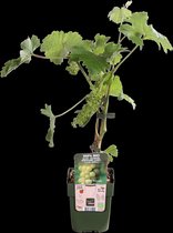 Hello Plants Vitis Vinifera Johanniter Witte Druiven - Druivenplant - Ø 13 cm - Hoogte: 45 cm
