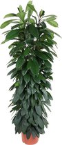 Rubberplant - Ficus Cyatistipula zuil hoogte 150cm potmaat 29cm