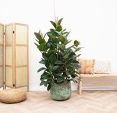 Rubberplant - Ficus Robusta vertakt hoogte 150 cm potmaat 38cm