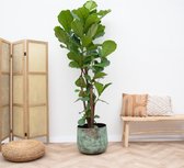 Vioolbladplant - Ficus Lyrata vertakt XL hoogte 230cm potmaat 40cm