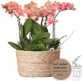 Kolibri Orchids | oranje plantenset in Reed Basket incl. waterreservoir | drie oranje orchideeën Bolzano 9cm en drie groene planten Rhipsalis | Jungle Bouquet oranje met zelfvoorzienend waterreservoir