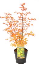 Plant in a Box - Acer palmatum 'Katsura' - Japanse Esdoorn - Winterhard - Tuinplant - Pot 19cm - Hoogte 60-70cm