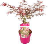 Plant in a Box - Acer palmatum 'Extravaganza' - Japanse Esdoorn - Winterhard - Tuinplant - Pot 19cm - Hoogte 50-60cm