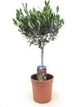 Olijfboom - Olea Europaea Ø17