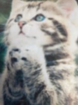Diamond Painting Kitten 40x30