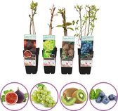 Luxe fruit mix - set van 4 fruitplanten: vijg, witte druif, kiwi, blauwe bosbes - hoogte 50-60 cm