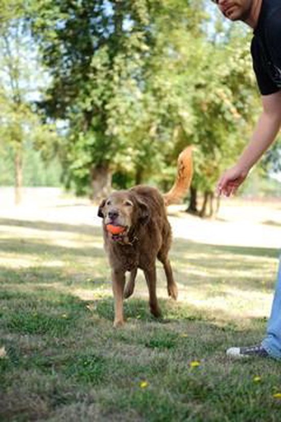 Bruine hond rent over gras met oranje bal in bek, man deels zichtbaar.