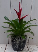 Bromelia zwarte/antraciete pot 30 cm