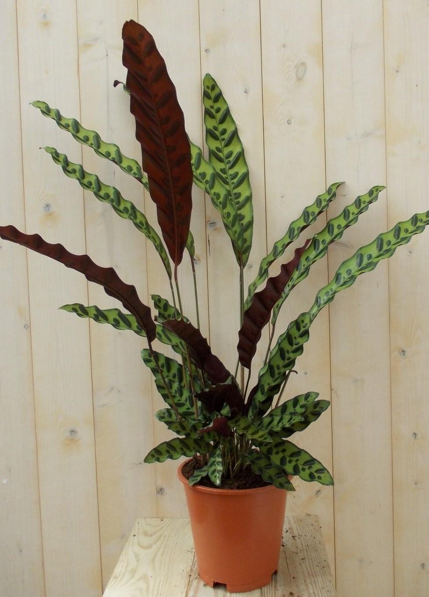 Calathea met smalle bladeren groen met stip 60 cm