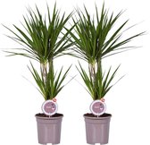 MoreLIPS® - 2 Drakenbloedbomen - in taupe kwekerspot - hoogte 75-85 cm - potdiameter: 17 cm - Dracaena marginata - Your Green Present