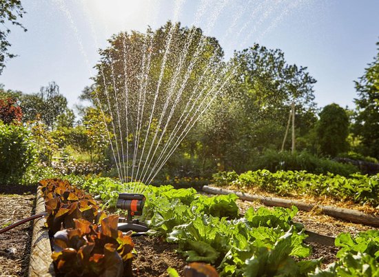 Arroseur oscillant GARDENA arrose un potager avec des rangées de laitues.