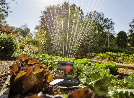 Arroseur oscillant GARDENA arrose un potager avec des rangées de laitues.