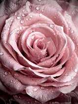 Lienz® Diamond Painting volwassenen 40x50cm - Rond – Roze Roos - Bloemen - Pakket Volwassenen