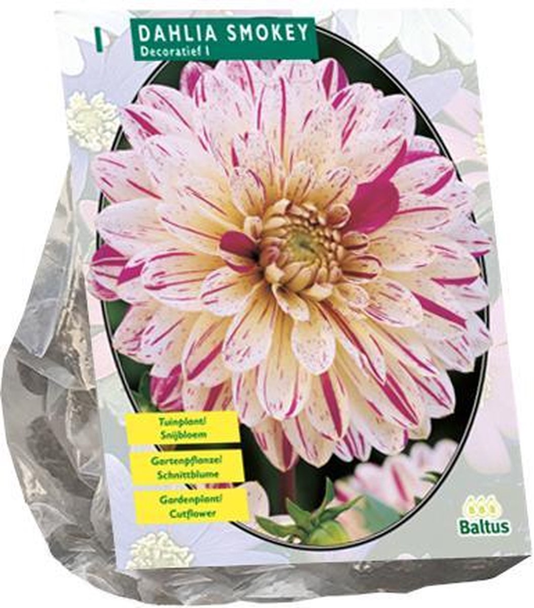 Dahlia Smokey per 1 | decoratief dahlia | Hoge en grote bloemen | Zomerbloeier | Pluktuin | Baltus Bloembollen