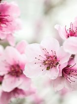Cherry Blossom Flowers  Photo Wallcovering