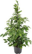Ficus Benjamina 'Anastasia' - Treurvijg - ↑ 100-110cm - Ø 21cm