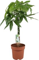 Pachira Aquatica - Geldboom met gevlochten stam - ↑ 60-70cm - Ø 17cm