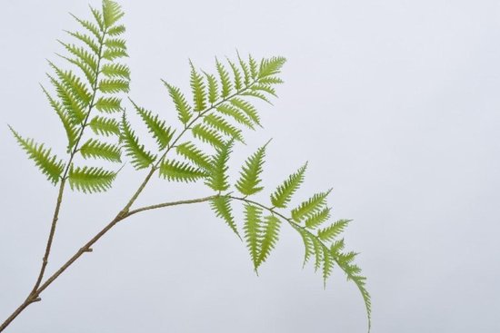 Zijden kunstbloemen van Silk-ka - Effen Anders Bloembinders