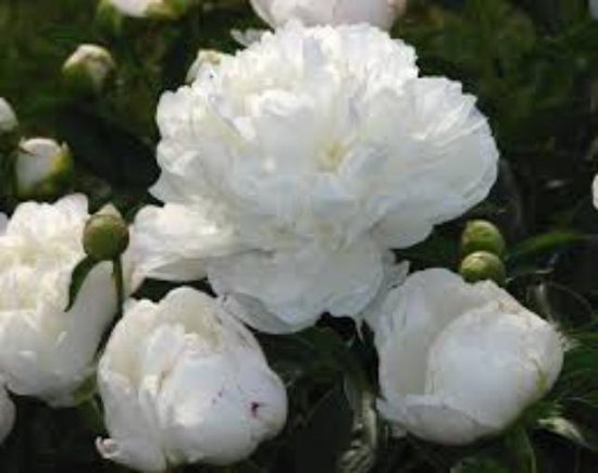 Paeonia lactiflora Duchesse de Nemours, Pivoine blanche, fleurs doubles,  fleurs... | bol.com