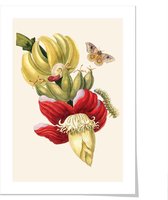 Art print ‘Maria Sibylla Meriam - Bananenplant’ 50x70 cm.