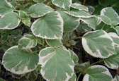 Hydrangea anomala petiolaris 'Silver Lining' klimhortensia, 2 liter pot