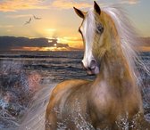 Diamond painting - Paard bij zee - 30x20cm