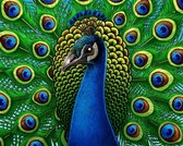 Diamond painting - Groene pauw - 30x20cm