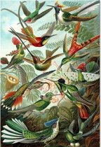 Diamond Painting World - Exotische vogels – 30x40cm - Diamond painting - Diamond painting pakket – volledig bedekt – Volwassenen