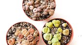 Levende steentjes mix | Lithops | Pleiospilos | Mesemb | set van 3 stuks | unieke planten | 8,5 cm pot.