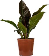 Philodendron 60 cm - Imperial Red