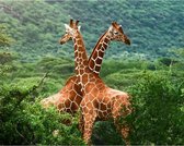 JDBOS ® Schilderen op nummer Volwassenen -  Giraffe in het wild - Giraffen - Verven volwassenen - 40x50 cm