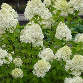 Hydrangea Paniculata 'Limelight' - Pluimhortensia groen-wit - ↑ 25-30cm - Ø 15cm