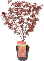 Acer Palmatum 'Shaina' - Japanse Esdoorn rood - ↑ 100-110cm - Ø 19cm