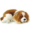 Perfect petzzz Soft cavalier king charles