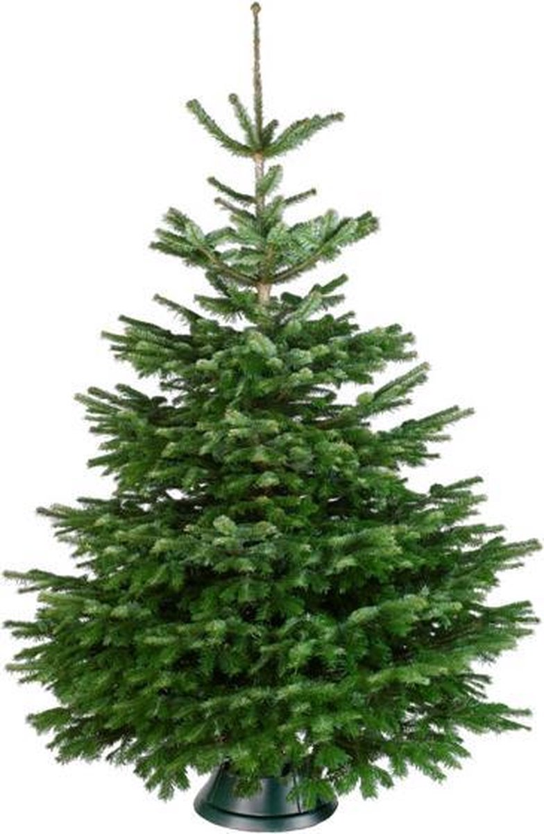 Echte Nordmann kerstboom , kwaliteit A, 200250 cm sezoen.be