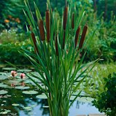 Typha Angustifolia - Kleine lisdodde bruin - ↑ 5cm - Ø 9cm