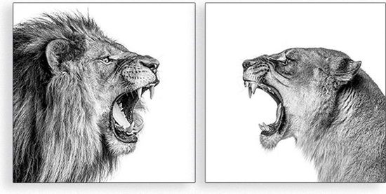 Lion et Lionne White sur métal |  50 x 50 cm | AfficheGuru