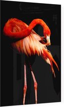 Flamingo op zwarte achtergrond - Foto op Plexiglas - 60 x 90 cm