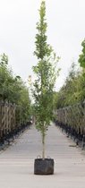 Zuil eik Quercus robur Fastigiate Koster h 450 cm st. h 30 cm