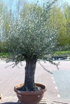 Olijfboom Olea stamhoogte 80 cm en boomhoogte 200 cm Dikke oude Stam