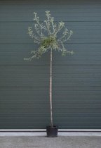 Bomenbezorgd.nl - Boom - Wilgbladige Treur Sierpeer laagstam - Totaalhoogte 200-300 cm (6-10 cm stamomtrek) - ''Pyrus salicifolia Pendula''