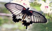 MyHobby Borduurpakket – Zwart wit gestreepte vlinder 50×30 cm - Aida stof 5,5 kruisjes/cm (14 count)