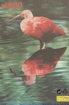 Dieren Puzzel 1000 Stukjes - Rode Ibis - Vogels