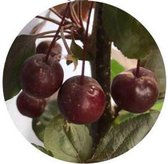 Malus Hartjesboom® Ballonvorm