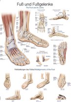 Het menselijk lichaam - anatomie poster voet en voetgewrichten (Duits/Engels/Latijn, papier, 50x70 cm) + ophangsysteem