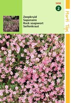 2 stuks - Hortitops - Saponaria Ocymoides Zeepkruid Rose