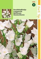 2 stuks Hortitops Campanula Persicifolia Wit op op