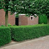 12x Ligustrum Ovalifolium - Set van 12 - Liguster - Blote wortel - ↑ 60-80cm