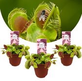 Plant in a Box - Dionaea Muscipula - Vleesetende plant - Set van 3 - Venus Vliegenvanger - Kamerplant - Pot 5,5cm - Hoogte 5-10cm