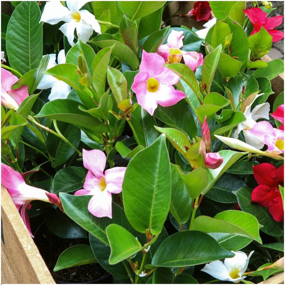 Dipladenia Mix 2 x Mandevilla pink 2 x Mandevilla white 2 x